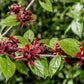 10 SWEETSHRUB Carolina Allspice Fragrant Calycanthus Floridus Shrub Flower Seeds
