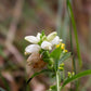 50 WHITE TURTLEHEAD Chelone Glabra Flower Seeds