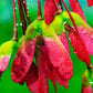 25 SUGAR MAPLE Syrup TREE Native Rock Fall Color Acer Saccharum Seeds