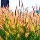 300 Bottlebrush SQUIRRELTAIL RYE GRASS Elymus Elymoides syn Sitanion Hystrix Red Plume Squirrel Tail Ornamental Seeds