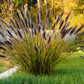 10 Dwarf BLACK FOUNTAIN GRASS Pennisetum Alopecuroides Viridescens Hardy Ornamental Seeds