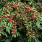 100 RED ELDERBERRY Sambucus Racemosa Scarlet Mountain Elder Bunchberry Tree Shrub Fruit Berry Seeds