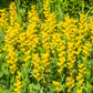 25 YELLOW WILD INDIGO Baptisia Tinctoria False Indigo Flower Seeds