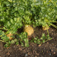 500 GIANT PRAGUE CELERIAC Apium Graveolens Celery Root Vegetable Seeds
