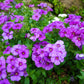 100 Mixed Colors DRUMMOND PHLOX MIX Pink, Red, White, Purple Phlox Drummondii Flower Seeds