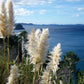 200 WHITE PAMPAS GRASS Cortaderia Selloana Ornamental Flower Seeds