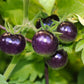 50 PURPLE CHERRY TOMATO Lycopersicon Indeterminate Fruit Vegetable Seeds