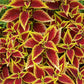 100 Mixed Colors COLEUS RAINBOW MIX Shade Houseplant Solenostemon Flower Seeds