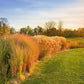50 PHEASANT TAILS GRASS Feather Reed New Zealand Wind Stipa Arundinacea syn Anemanthele Lessoniana Ornamental Grass Seeds