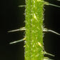 200 STINGING NETTLE Urtica Dioica (aka Common, California, or Bull Nettle / Tread Softly) Flower Seeds