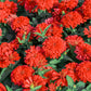 250 Red CHERRY QUEEN ZINNIA Elegans Flower Seeds