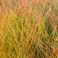 50 PHEASANT TAILS GRASS Feather Reed New Zealand Wind Stipa Arundinacea syn Anemanthele Lessoniana Ornamental Grass Seeds