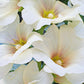 25 WHITE HOLLYHOCK Alcea Rosea Flower Seeds Perennial