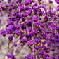 40 American PURPLE BEAUTYBERRY Shrub Flower Callicarpa Americana Seeds