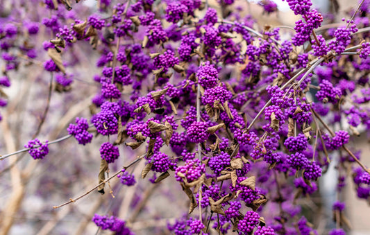 40 American PURPLE BEAUTYBERRY Shrub Flower Callicarpa Americana Seeds