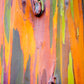 50 RAINBOW EUCALYPTUS Deglupta Gum Multicolor Bark Tree Seeds