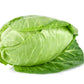 500 Early JERSEY WAKEFIELD CABBAGE Brassica Oleracea Capitata Vegetable Seeds