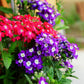 100 MIXED COLORS VERBENA Hybrida Compacta Flower Seeds