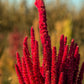 200 AMARANTHUS MOLTEN FIRE Amaranthus Gangeticus Flower Seeds
