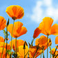 1000 ORANGE CALIFORNIA POPPY Eschscholzia Californica Flower Seeds