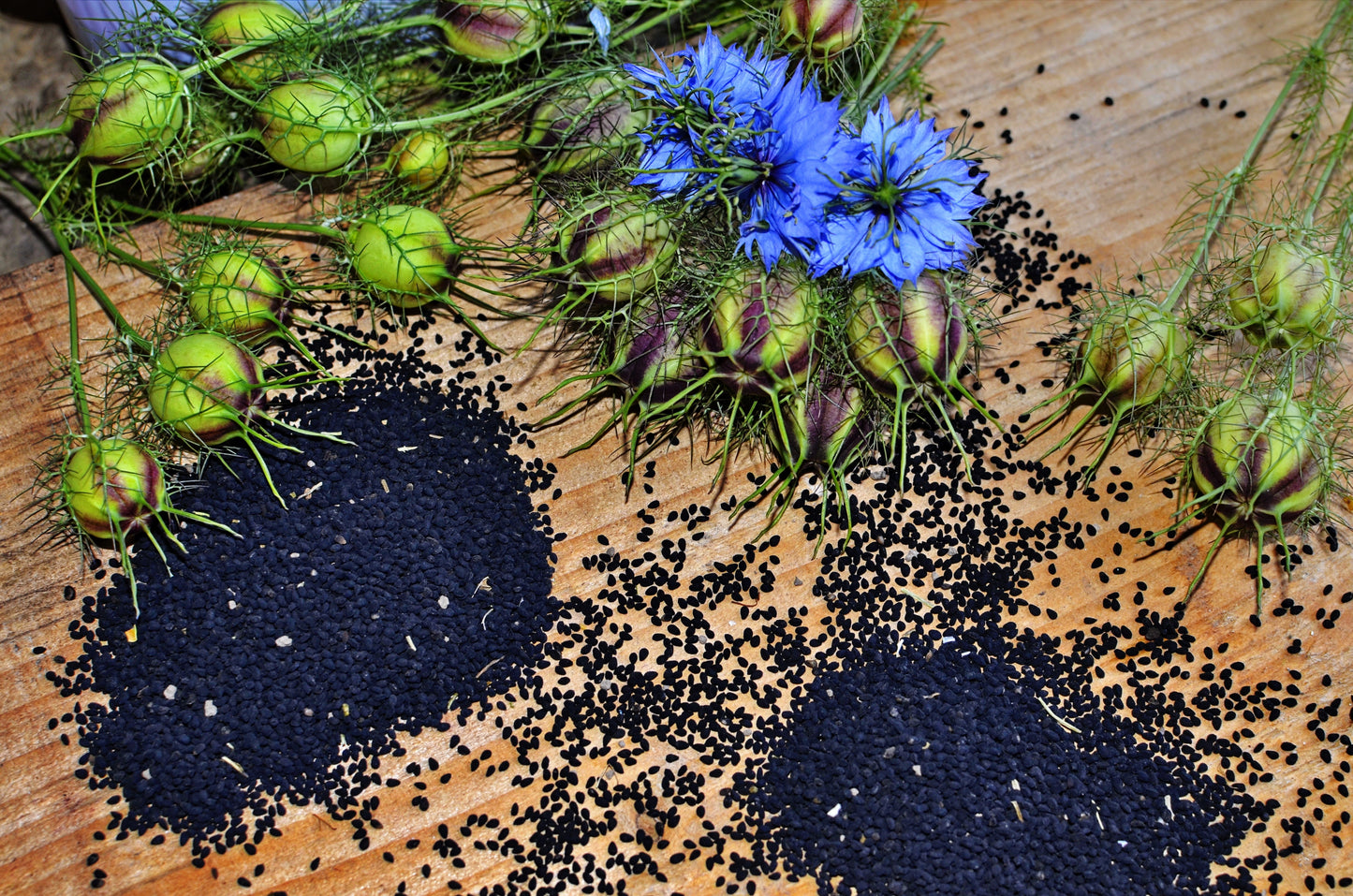 150 NIGELLA Sativa BLACK CUMIN Spice Black Caraway Fennel Flower Herb Seeds