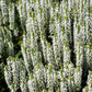 75 Sacred California WHITE SAGE Salvia Apiana Shrub Silver Folliage Native Smudge Seeds