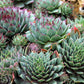 25 MIXED HENS & CHICKS Chickens Succulent (Live Forever) Sempervivum Flower Seeds