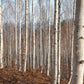 100 WHITE Japanese BIRCH TREE Betula Platyphylla Japonica Seeds