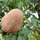 5 TRUE MAHOGANY TREE Honduran Big Leaf Sky Fruit Swietenia Macrophylla Seeds