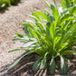 500 MIBUNA CABBAGE Mibu Greens Japanese Brassica Rapa Japonica Vegetable Seeds