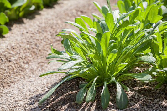 500 MIBUNA CABBAGE Mibu Greens Japanese Brassica Rapa Japonica Vegetable Seeds