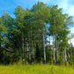 50 Golden QUAKING ASPEN TREE Populus Tremuloides White Bark Yellow Fall Cold Hardy Seeds