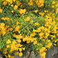 10 TECOMA STANS (Yellow Trumpetbush / Yellow Bells / Yellow Elder / Esperanza) Flower Shrub Bush Seeds