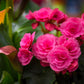 10 BRIGHT PINK DOUBLE BEGONIA Tuberosa Tuberous Begonia Shade Flower Seeds