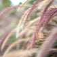 25 PURPLE FOUNTAIN GRASS Ornamental Pennisetum Setaceum Dark Burgundy Flower Seeds