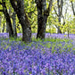 100 PERENNIAL LUPINE Blue Violet Lupinus Perennis Wild Lupine Sundial Purple Native Hummingbird Flower Seeds