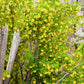 20 GOLDEN CURRANT SHRUB Black Fruit Yellow Flower Ribes Chrysobotrya Aurea Seeds