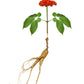 15 Asian KOREAN GINSENG Panax Shade Chinese Herb Seeds