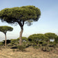 5 Pine Nut ITALIAN STONE PINE Pinus Pinea Umbrella Tree Seeds