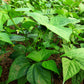 50 GREENCROP GREEN BEAN Phaseolus Vulgaris Vegetable Seeds