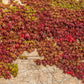 10 BOSTON IVY ( Bostonian Ivy / Wall Ivy ) Parthenocissus Tricuspidata Veitchii Vine Flower Seeds