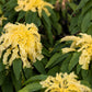 50 AURORA YELLOW AMARANTHUS Tricolor Josephs Coat Flower Seeds