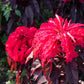 200 AMARANTHUS MOLTEN FIRE Amaranthus Gangeticus Flower Seeds