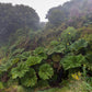 10 GUNNERA INSIGNIS Giant Rhubarb (Leaves up to 6' Wide, Red Flower Spikes to 3') Dinosaur Plant Seeds