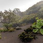 10 GUNNERA INSIGNIS Giant Rhubarb (Leaves up to 6' Wide, Red Flower Spikes to 3') Dinosaur Plant Seeds