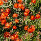 100 Gelato Bright RED ICE PLANT Mesembryanthemum Daisy Livingstone Flower Seeds