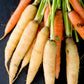 300 LUNAR WHITE CARROT Daucus Carota Vegetable Seeds