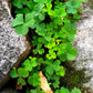 2000 MICROCLOVER Dwarf Miniature Trifolium Repens White Flower Clover Lawn Seeds