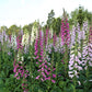 1000 Seeds MIXED FOXGLOVE Digitalis Purpurea Flower Seeds