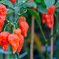 20 GHOST PEPPER SEEDS Blazing Hot Naga Bhut Jolokia Cobra Chili Vegetable Seeds